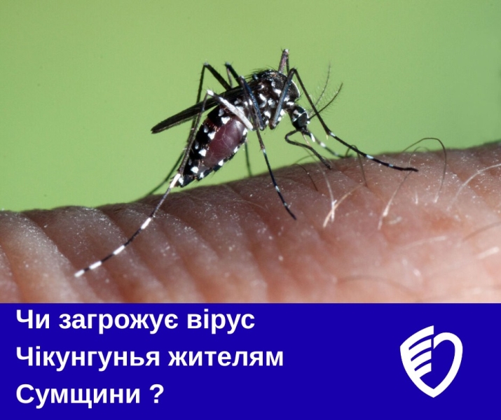 Чи загрожує вірус Чікунгунья жителям Сумщини