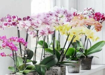 Слідкуй за корінням! Простий спосіб не вбити орхідею водою