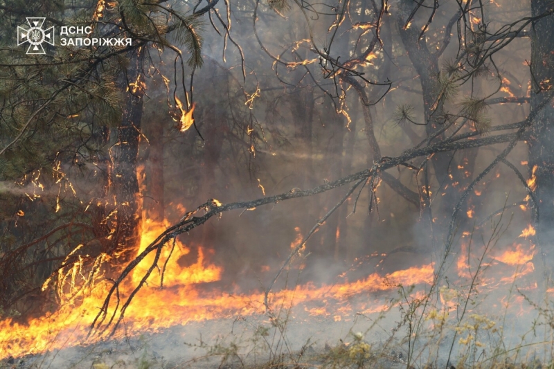 У Запорізькому районі сталася масштабна лісова пожежа: до гасіння залучили рятувальників з двох областей