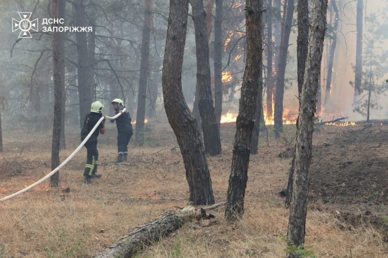 У Запорізькому районі сталася масштабна лісова пожежа: до гасіння залучили рятувальників з двох областей