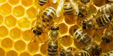 Ховайте бджіл: у Рівному обробляють соєве поле