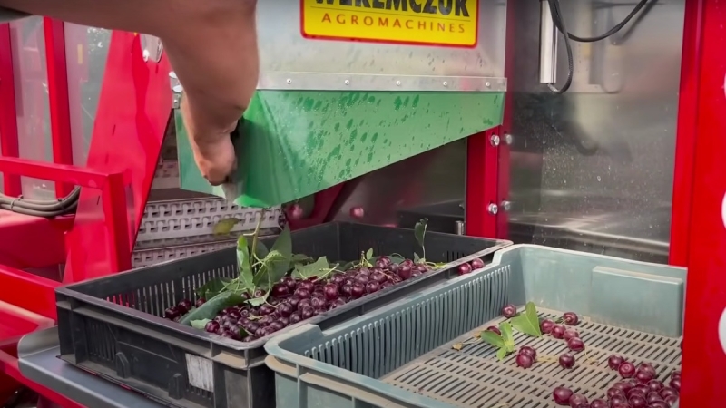 Комбайн для вишневого саду запрацював на Миколаївщині