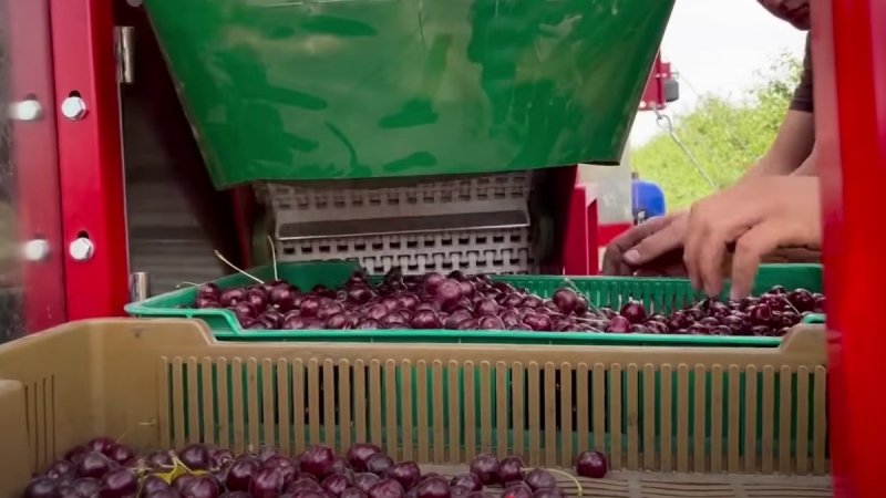 Комбайн для вишневого саду запрацював на Миколаївщині