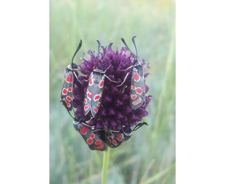 На Дніпропетровщині помітили токсичних метеликів