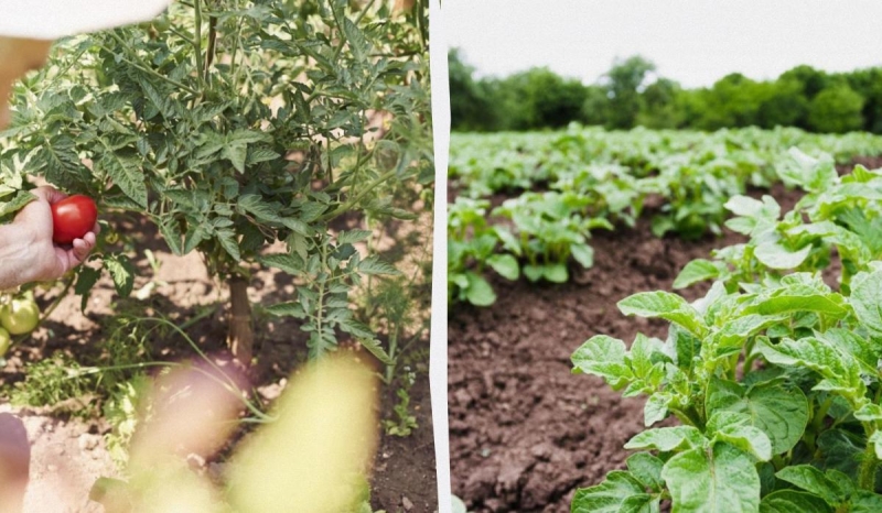 Не тільки сарана: одну з областей України атакує новий шкідник