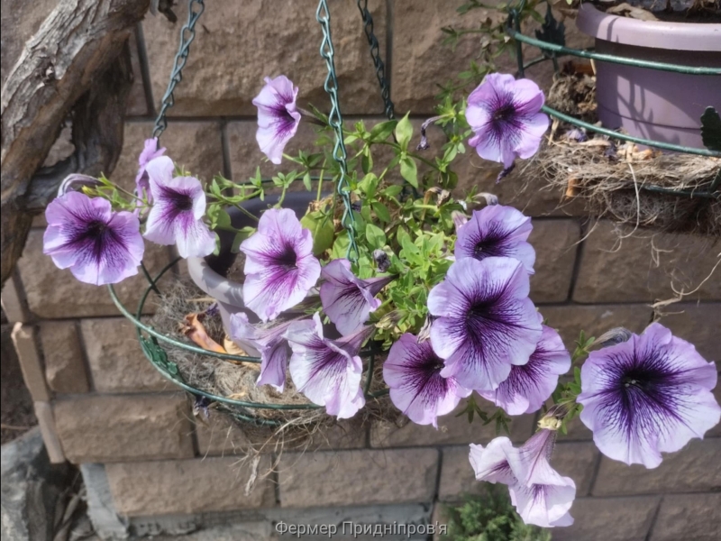 Погода на 16 серпня