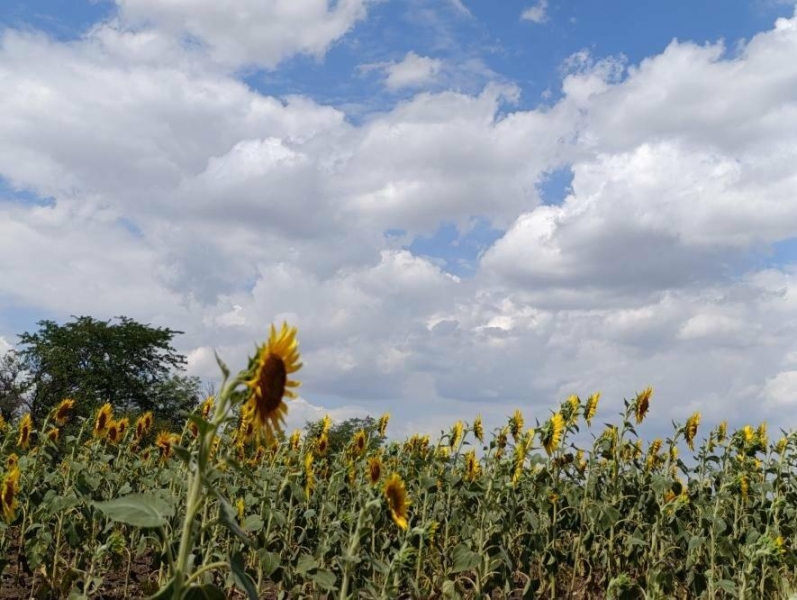 Погода на вихідні: що очікувати миколаївцям