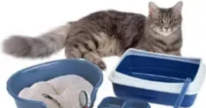 Товари для котів — повний гід з вибору, догляду та комфорту