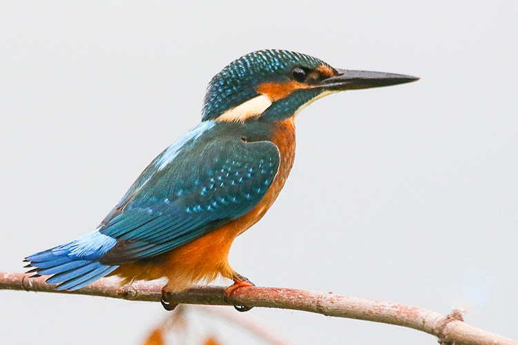 У Дніпрі закарбували чудову пташку