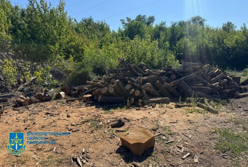 У Кам’янському районі викрили банду “чорних” лісорубів