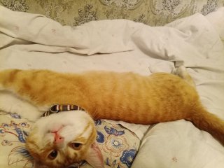 «У мене — кіт. Так, живий. Він теж із колонії»: Історія українського захисника, що звільнився в ході обміну з Макіївської колонії, і його кота