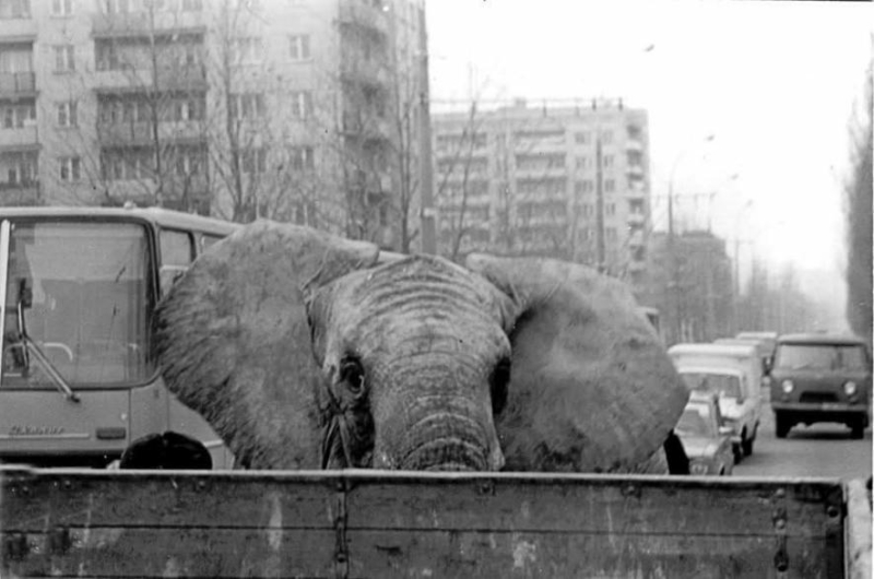 Від Мері до Шанті та Дінкара: Миколаївський зоопарк святкує Всесвітній день слонів, - ФОТО