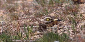 З об’єктива криворізького фотографа вилетіла рідкісна пташка