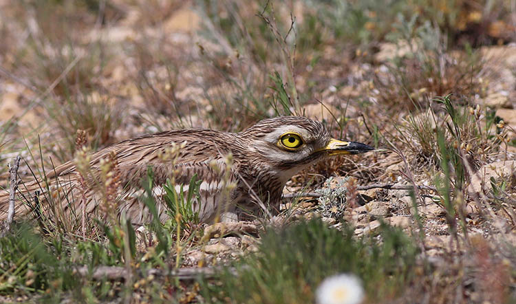 З об’єктива криворізького фотографа вилетіла рідкісна пташка