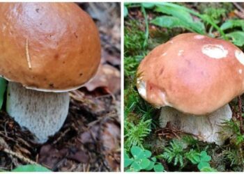 Грибна пора на Франківщині: Ворохта тішить щедрим урожаєм (ФОТО)