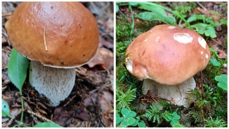 Грибна пора на Франківщині: Ворохта тішить щедрим урожаєм (ФОТО)