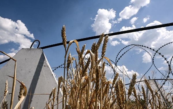 Аграрії завершили збір пшениці в Україні Аграрії завершили збір пшениці в Україні