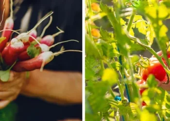 Інтернет-магазин насіння