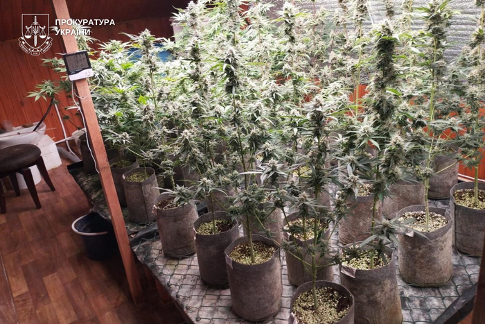 У будинку - плантація конопель: мешканця Хмельницького району судитимуть за наркозлочини