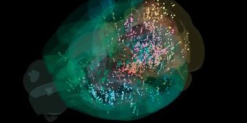 Вчені створили першу детальну карту прийняття рішень у мозку