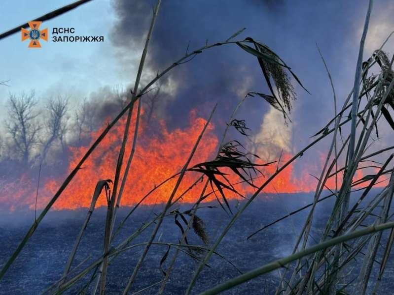 У Запоріжжі сталася масштабна пожежа в екосистемі: у гасінні задіяли 40 рятувальників і БПЛА