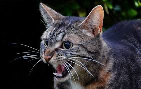 У Запоріжжі від укусів тварин постраждали троє дітей