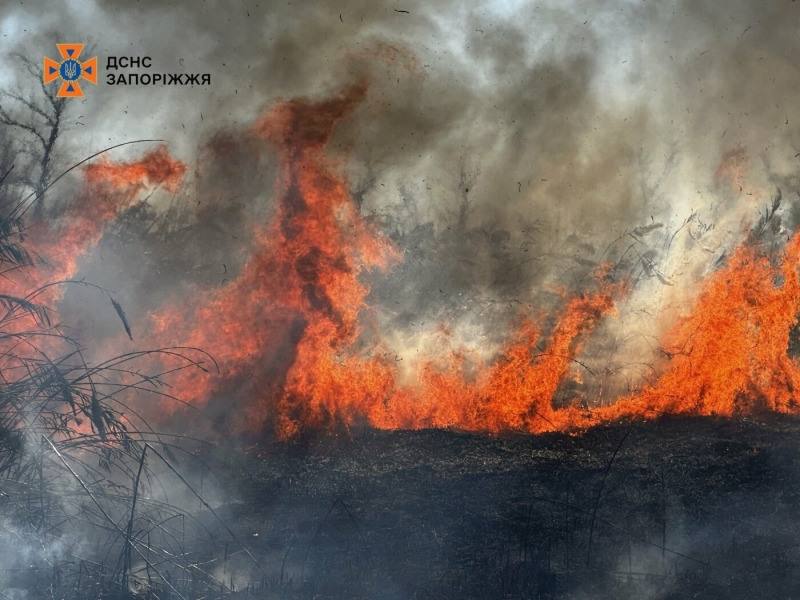 У Запоріжжі сталася масштабна пожежа в екосистемі: у гасінні задіяли 40 рятувальників і БПЛА