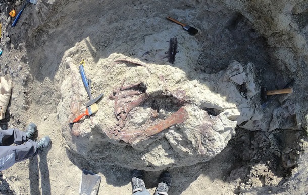 Joaquinraptor casali: у Патагонії відкрили семиметрового хижака