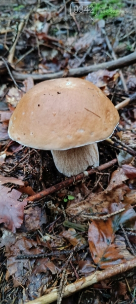 Грибна пора на Франківщині: Ворохта тішить щедрим урожаєм (ФОТО)