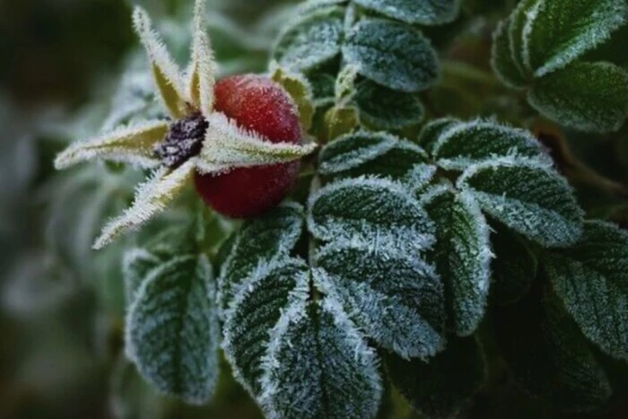 На Київщину сунуть перші заморозки: оголошено жовтий рівень небезпеки