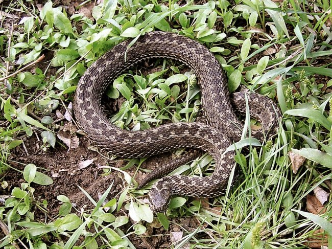 Гадюка на Поліссі покусала жінку