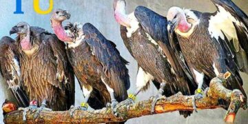 Миколаївців запрошують погодувати стерв’ятників, – КУДИ ЙТИ