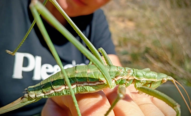 На Дніпропетровщині помітили гігантського коника
