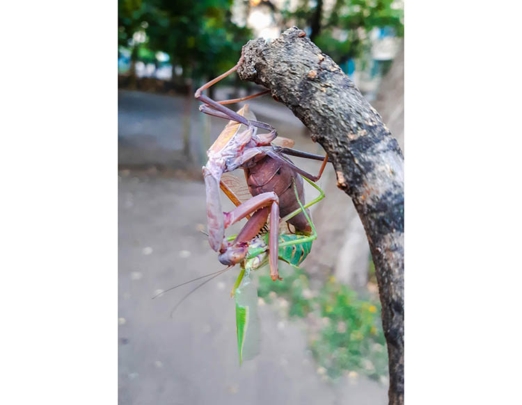 На Дніпропетровщині закарбували шалене кохання богомолів