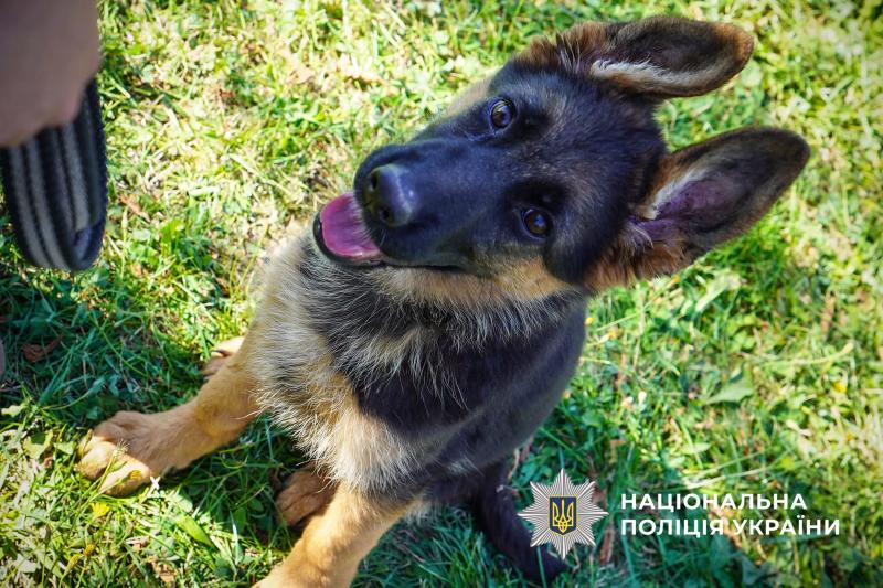 На Полтавщині поранених рятувальників та нацгвардійців реабілітують за допомогою каністерапії