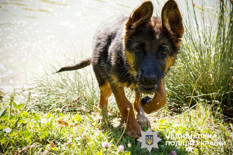 На Полтавщині поранених рятувальників та нацгвардійців реабілітують за допомогою каністерапії