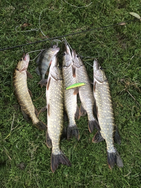 Рибалка показав, як правильно на Дубенщині ловити щуку (ВІДЕО)