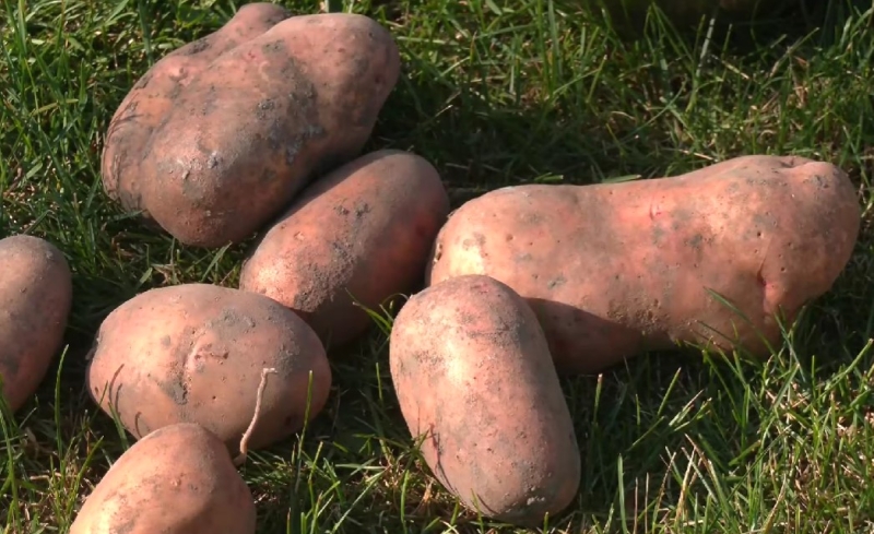 Рівнянин виростив кілограмову картоплю (ВІДЕО)