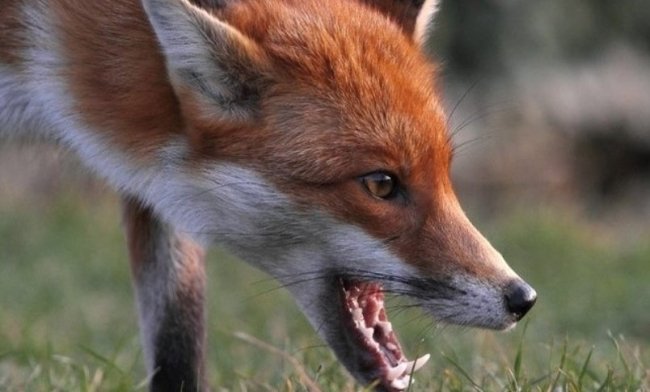 Рівнянку на базарі покусала лисиця