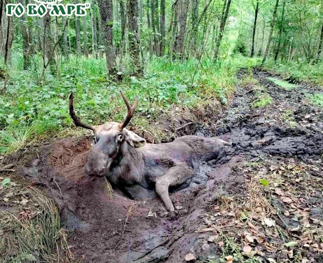У лісі в Клевані рятували лося