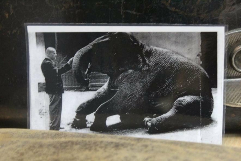 Від Акваріуму мера до звання кращого в Європі: історія миколаївського зоопарку, - ФОТО