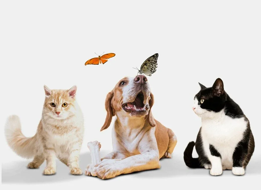 зоомагазин BestPet