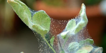 як позбутися павутинного кліща