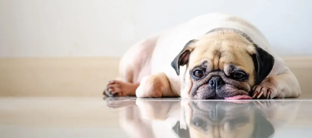 противорвотное для собак МароПет