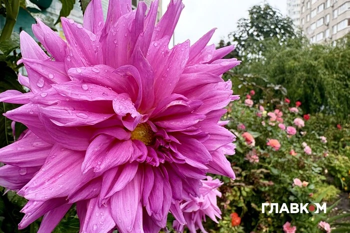 Синоптики попередили про сильні пориви вітру у Києві