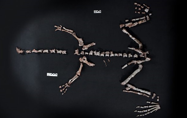 В Аргентині знайшли один із найдавніших у світі скелетів динозавра