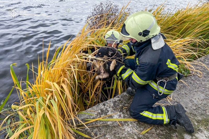 Пес у пастці на Тернопільському ставі: рятувальники визволили тварину з очерету (ФОТО)
