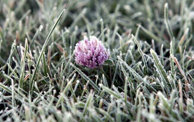 Готуємось до холодів: на Миколаївщині попереджають про заморозки, - ФОТО