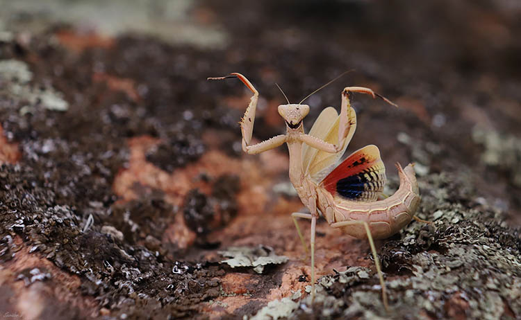 На Дніпропетровщині помітили рідкісного богомола