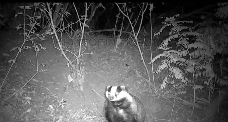 На Дніпропетровщині у фотопастку потрапив рідкісний звір